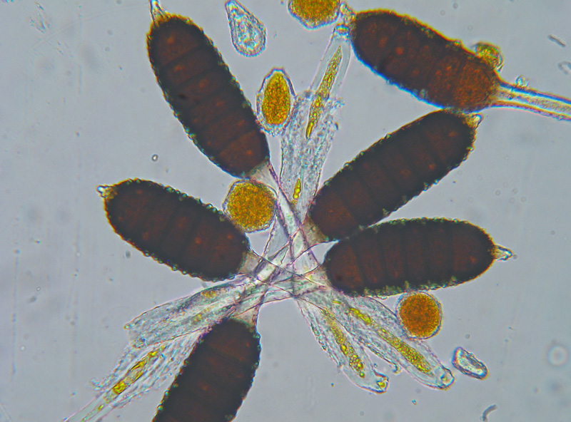 Phragmidium su Rosa cv